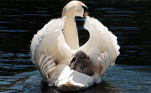 white swan with gray duckling on water at daytime
