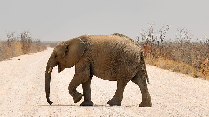 brown elephant walking in the road