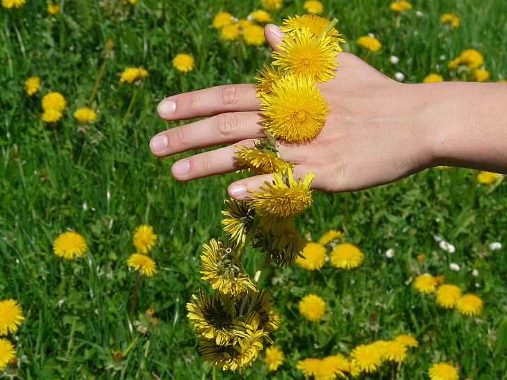 person touching yellow dandelion field during daytime