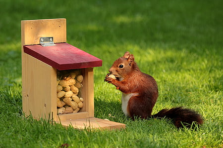 close up photo of red squirrel eating nuts