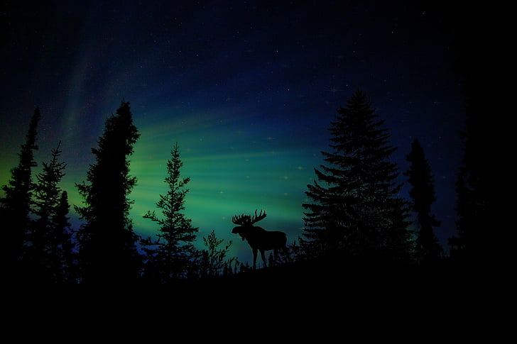 silhouette of moose near trees
