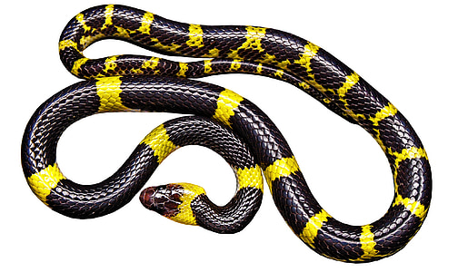 yellow and black snake on white background
