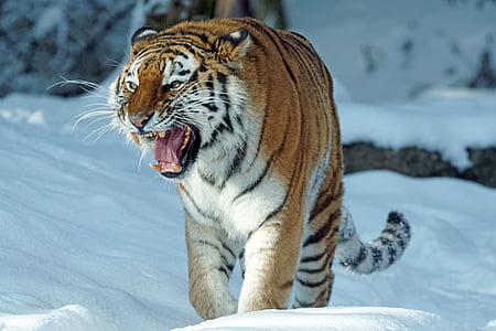 Siberian tiger walking on snow