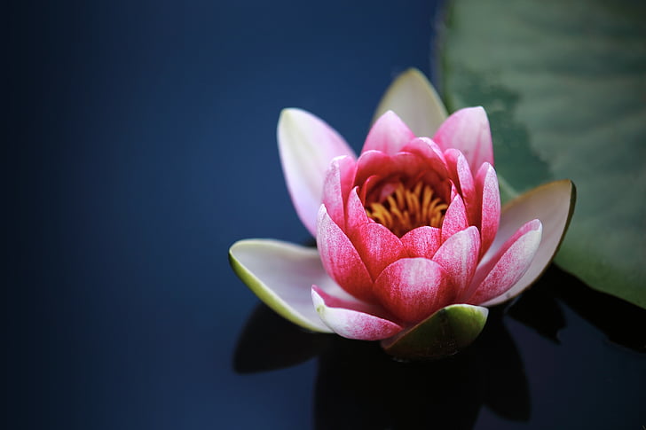 pink water lily flower selective focus photography