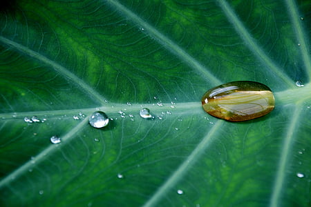 water droplet on green leaf