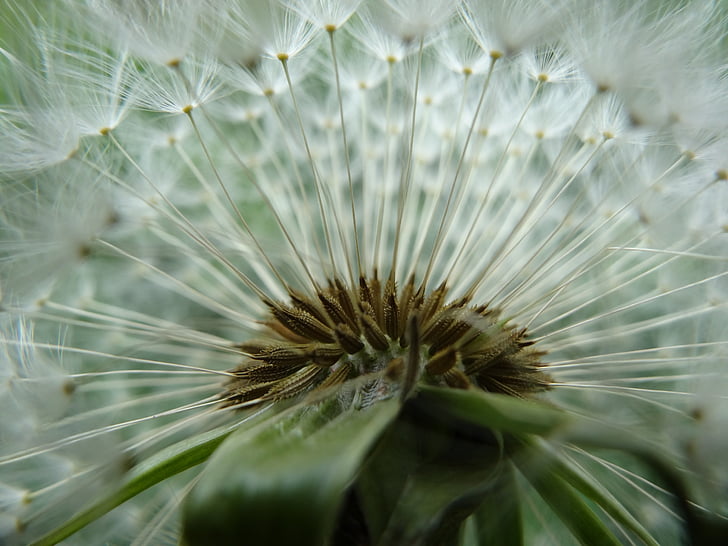 close up photo of white Dandelion flower