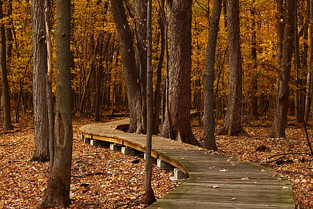 wooden bridge beneath a forest