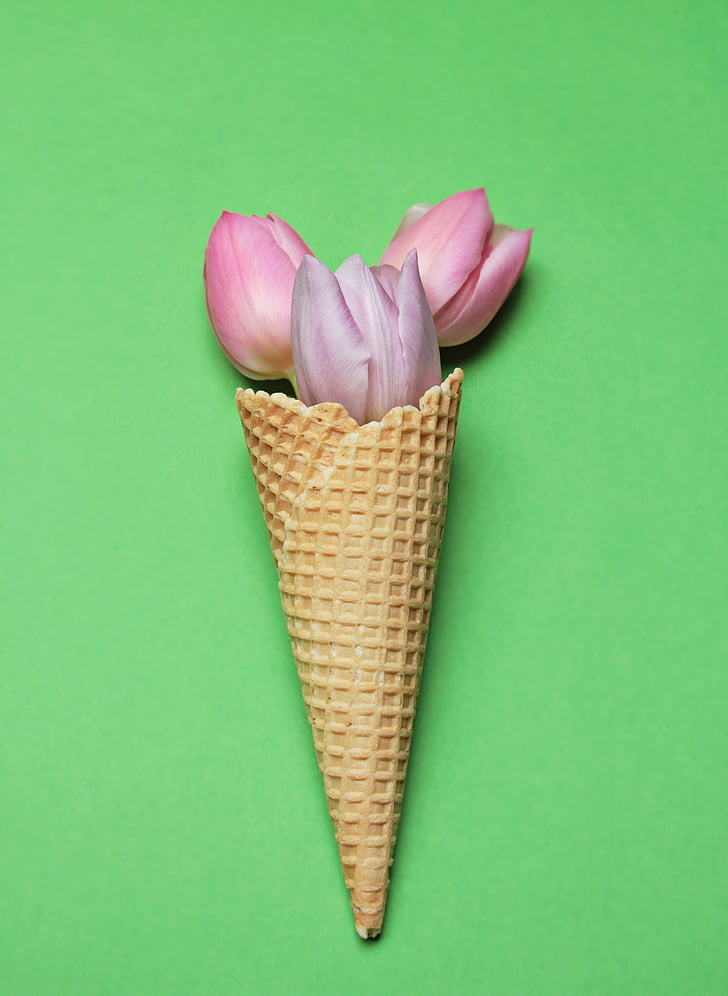 photo of pink rose with sugar cone