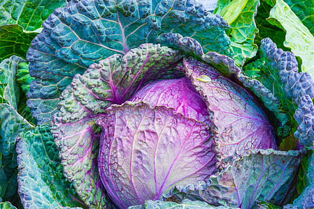 closeup photo of a purple cabbage