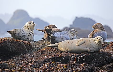 five gray sea lions on brown stone fragment