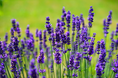 shallow focus photography of purple lavenders