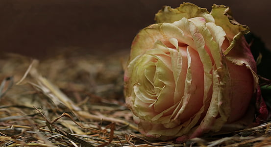 close-up photo of pink and white rose on dried grass
