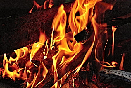 closeup photo of burning firewood