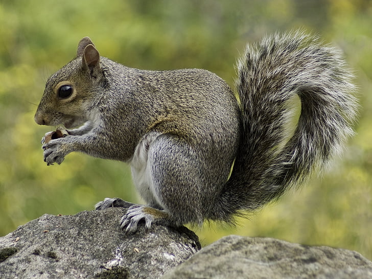 squirrel holding nut standing on rock