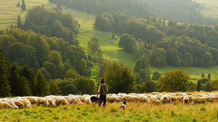 person standing near herd of sheep