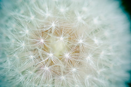 close up photo of white dandelion