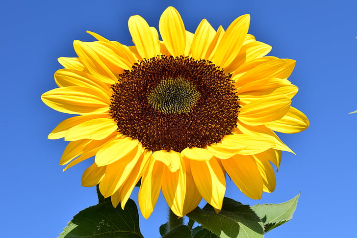 macro shot of sunflower