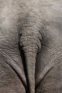 close up photo of elephant tail