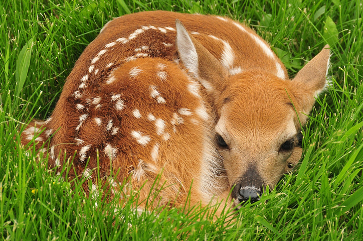 deer on grass field