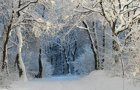 photo of forest trees filled with snow