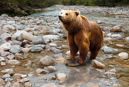 brown bear on river with rocks