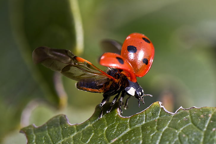 red and black ladybug during daytime