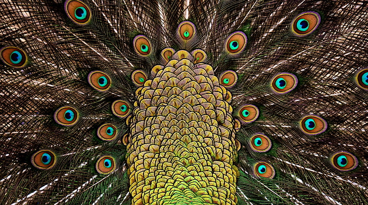 brown and yellow peacock graphic wallpaper