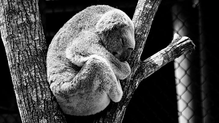 koala bear climb and sleeping on the tree brunch