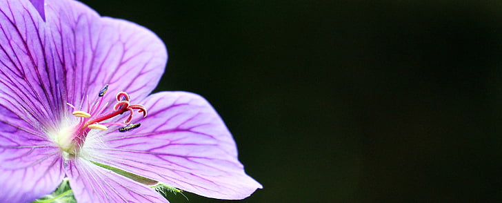 purple malva flower selective focus photography