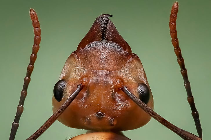 close-up photography of fire ant