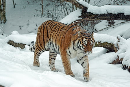 photo of tiger in snow