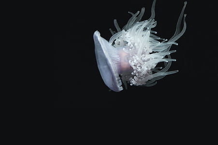 white jellyfish HP wallpaper