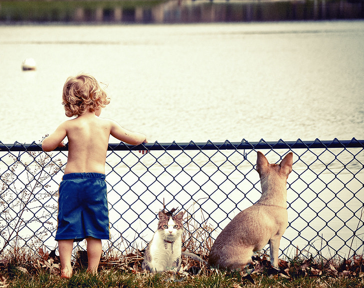 children in blue shorts beside white and gray cat in front of body of water during daytime