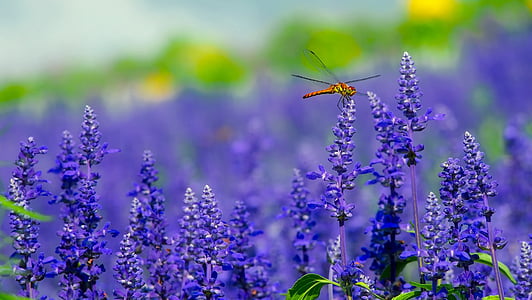 brown skimmer dragonfly perching on purple flower fields during daytime