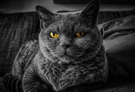 gray cat on white textile