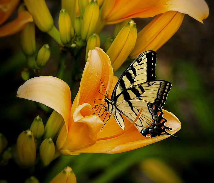 tiger swallowtail butterfly on orange petaled flower