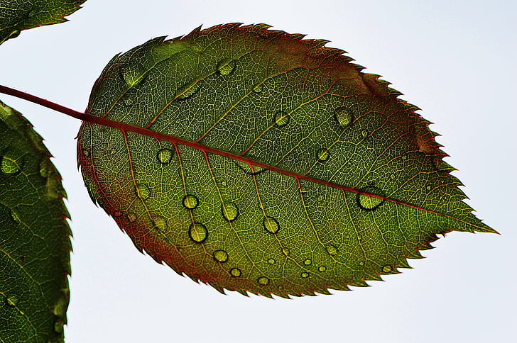 dews on green leaf