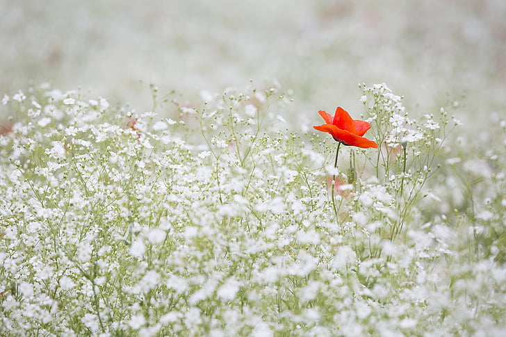 selective focus photography of red petaled flower on white petaled flower field