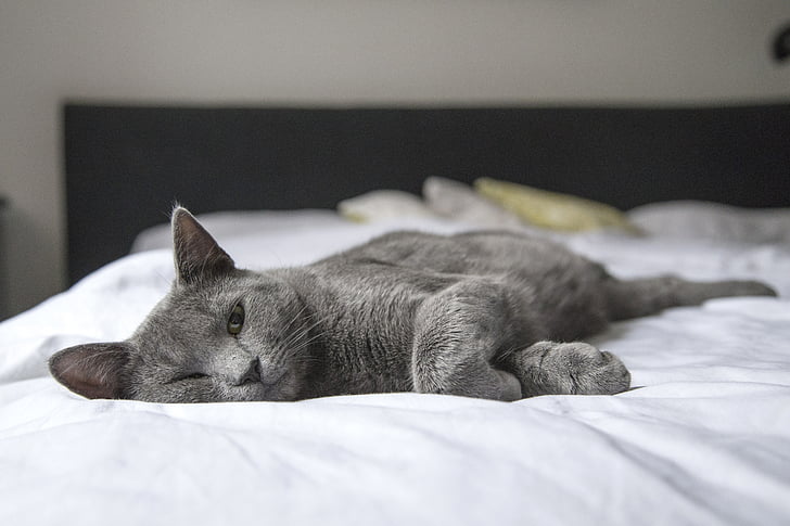 short-coated gray cat on bed