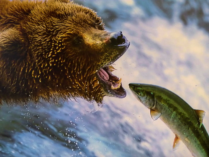grizzly bear catching fish near waterfall
