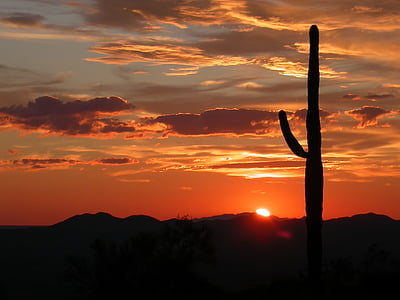 silhouette photography of cactus and sun rise