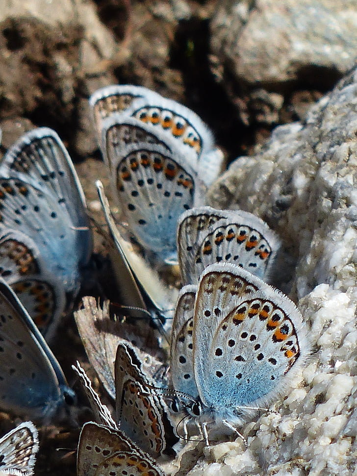 butterflies on stone