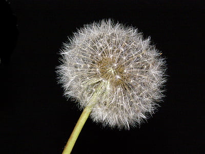 close-up photo of white dandelion flowers