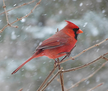 red cardinal bird perching on leafless twig during snow time