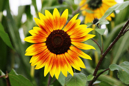 yellow and orange sunflower in closeup photo