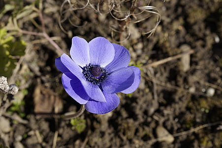 selective focus photo of purple anemone flower