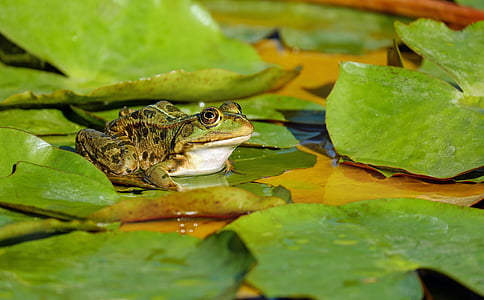 green frog on green water lily during daytime
