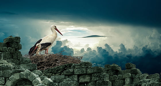 white bird standing on nest