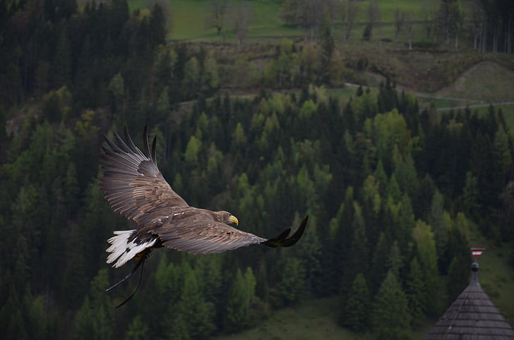 bald eagle flying above trees at daytime