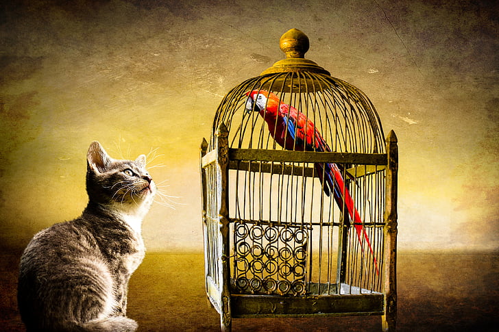 cat watching bird inside cage